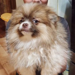 Diamond - Chocolate parti female Pomeranian puppy in Alton, Missouri from Bat Cave Poms