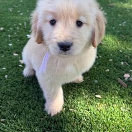 Lavender - Golden female Golden Retriever puppy in Paulden, Arizona from Carefree Samoyeds & Deserthills Labradors