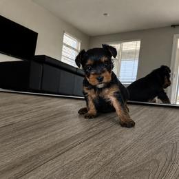 April - Black and tan female Yorkshire Terrier puppy in Surprise, Arizona from Taylored Pups