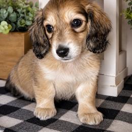 Yellow collar male - Cream male Dachshund puppy in Wylie, Texas from Karas Royal Dachshunds
