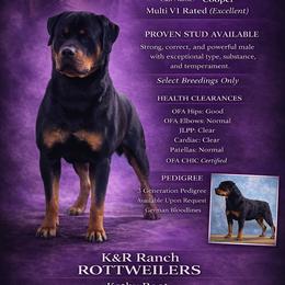Cooper - Rottweiler
