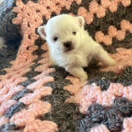 Rarity - White female Pomeranian puppy in Rhode Island from Heartfelt Kennels