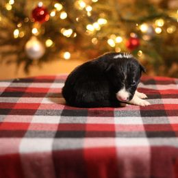 Boy 4 - Black and white male Border Collie puppy in Cadiz, Ohio from Graham Livestock