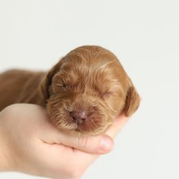 Green - Caramel red male Australian Labradoodle puppy in Williamstown, New York from Lewis Manor Labradoodles