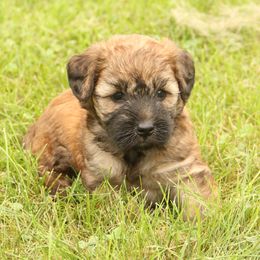 Aurora - Wheaten female Whoodle puppy in West Bend, Iowa from Blue Skies Terriers