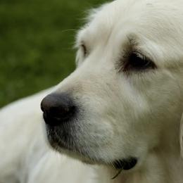 Cotons de Tulear and Golden Retrievers from Four Lochs LLC