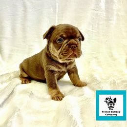 French Bulldog Puppies from The French Bulldog Company LLC