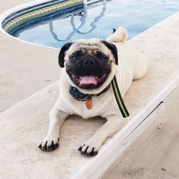 Buddy - Pug