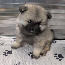 Yellow collar - Black and silver female Keeshond puppy in Fayetteville, Tennessee from Erbekees-Keeshonden