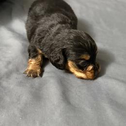 Moe - Black and tan male Dachshund puppy in Ft Dodge, Iowa from Secret Reality