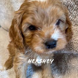 Hershey - Brown male Cavapoo puppy in Hallsville, Missouri from Cedar Hill Pups
