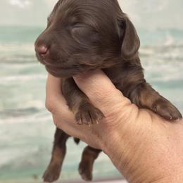 Hershey Long hair - Chocolate and tan male Dachshund puppy in Lakeland, Florida from Elite Doxies Florida