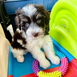 Lincoln - Parti male Miniature Schnauzer puppy in Canyon Lake, Texas from Chambers Schnauzers