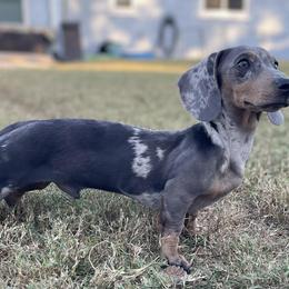 Google - Gray (blue) and tan male Dachshund puppy in George West, Texas from Rockin M Kennel
