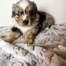 Miniature Australian Shepherd and Toy Australian Shepherd Puppies from Columbia Coast Toy & Mini Aussies