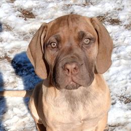 Red girl - Red female Boerboel puppy in Dowagiac, Michigan from Flanders Kennels LLC