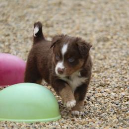 Border Collie, English Setter, and Miniature American Shepherd Puppies from First Harmony Farms
