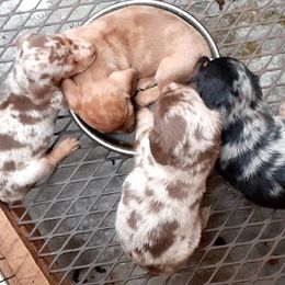 Pembroke Welsh Corgis from BigKsk9s