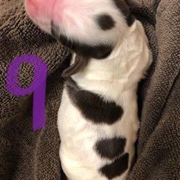 English Springer Spaniel Puppies from Daisyland Springer Spaniels