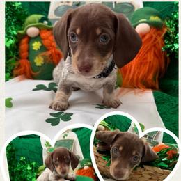 Blade - Queso - Piebald male Dachshund puppy in Pittsburg, California from Super Hero Dachshunds