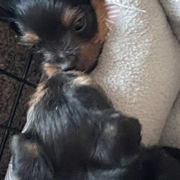 Yorkshire Terrier Puppies from Cookie's Puppies
