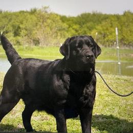 Mavis - Black female Labrador Retriever puppy in Colorado from Evermor Labradors