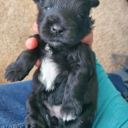 Girl 1 - Miniature Schnauzer puppy in Casper, Wyoming from Flyover Farms