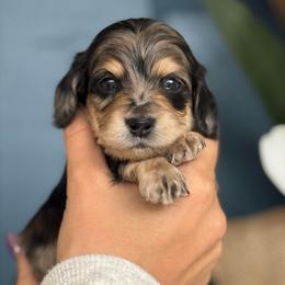 Tiny Runt- Black and Cream Dapple 5000 - Dapple male Dachshund puppy in North Branch, Michigan from Monarch Miniature Dachshunds