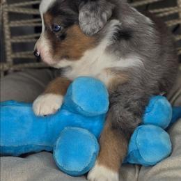 Rocky - Blue merle male Miniature Australian Shepherd puppy in Lincoln, California from Elegant Aussies
