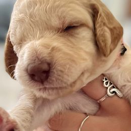 Double Doodle puppies from Doodle Den SWFL