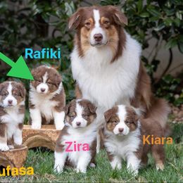Australian Shepherd Puppies from Aussome Aussies