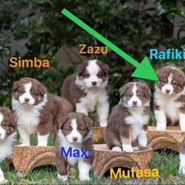 Australian Shepherd Puppies from Aussome Aussies