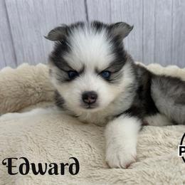 Edward - Black and white male Pomsky puppy in Eastman, Georgia from Once Upon A Pomsky