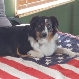 Mira - Australian Shepherd