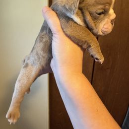 Boy 2 - Lilac tri-color male Bulldog puppy in Akron, Ohio from Urban Danes and bulldogs