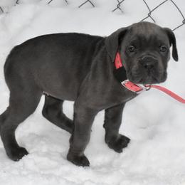 Pink - Gray female Cane Corso puppy in Sault Ste Marie, Michigan from Willow Creek Cane Corsos