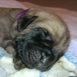 Goldie - Fawn female Mastiff puppy in Pleasanton, Texas from RKS Mastiff