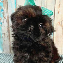 DANDY - Shih Tzu