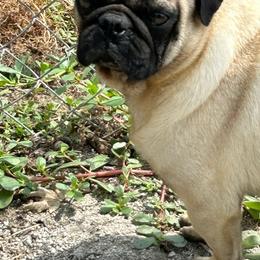 Buddy - Pug