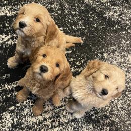 Goldendoodles from Valley View Doodles