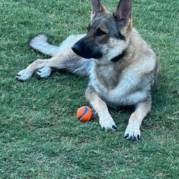 German Shepherd All Grown Up from A2 German Shepherd Dogs