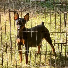 Poppy - Miniature Pinscher