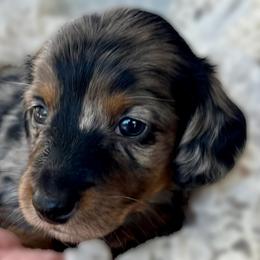 Dachshund Puppies from Snarky Doxy Miniature Dachshunds