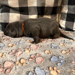 Orange- Charcoal - Charcoal male Dilute Retriever puppy in Marion, Illinois from Summer Lovin’ Labradors of Southern Illinois