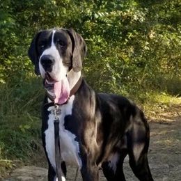 Great Danes from Harmony Hills Danes