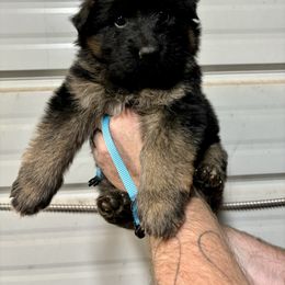 American Corgi and German Shepherd Puppies from Grace Ridge Shepherds and Corgis