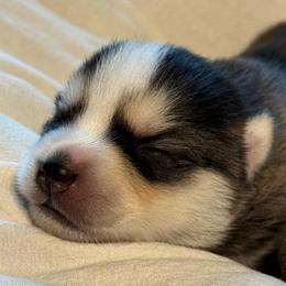 Ferrari - Black and white male Pomsky puppy in Greenfield, Minnesota from SRF Pomskies