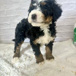 Barney - Tri-color male Bernedoodle puppy in Moulton, Iowa from Shondel Puppy Paws