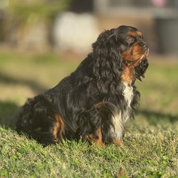 Bentley - Cavalier King Charles Spaniel