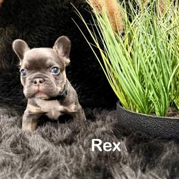 Rex - Blue male French Bulldog puppy in San Antonio, Texas from Chary's Elite Frenchies